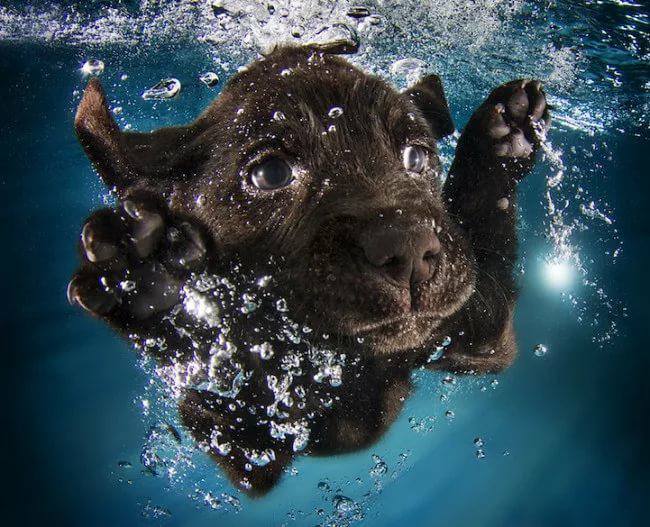 Животные в свободном плавании (Фото)