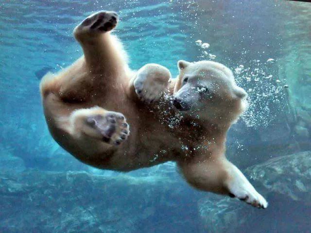 Животные в свободном плавании (Фото)