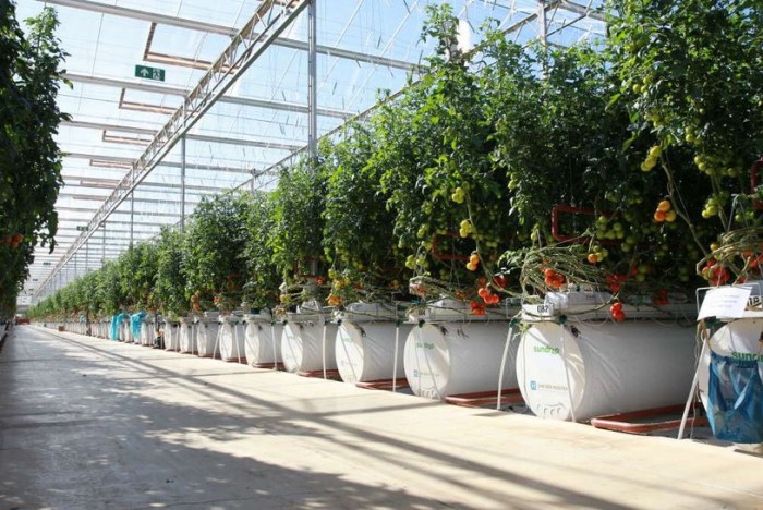 Теплица для помидор производит питьевую воду из солнечной энергии (+Фото)