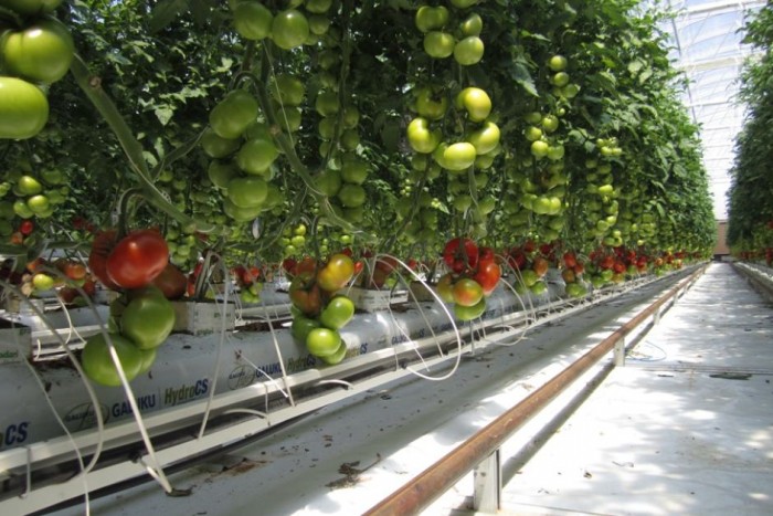 Теплица для помидор производит питьевую воду из солнечной энергии (+Фото)