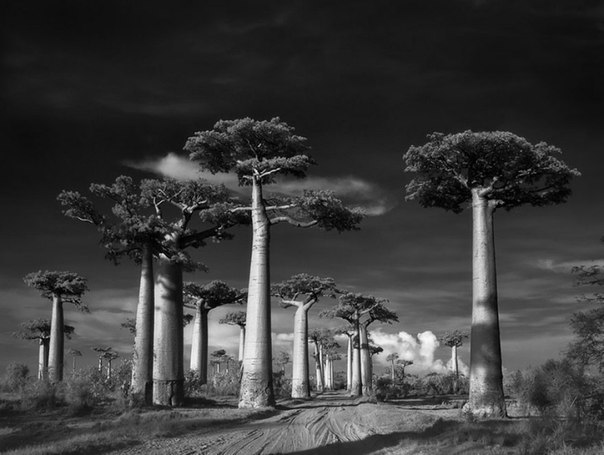 Самые древние деревья земли (Фото)
