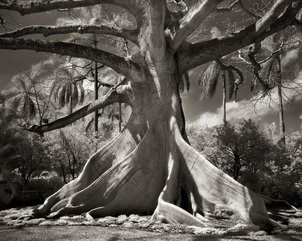 Самые древние деревья земли (Фото)