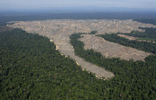 Земля без лесов умирает (+Фото)