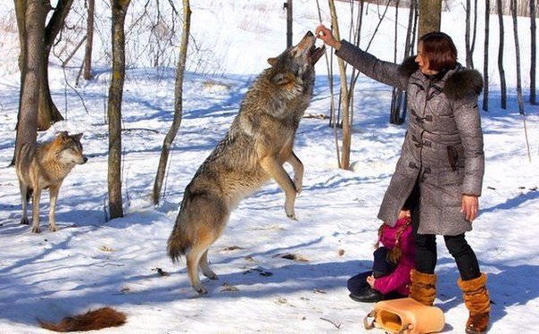 В белорусской семье волки стали домашними животными (+Фото)