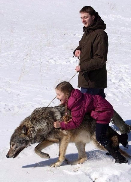 В белорусской семье волки стали домашними животными (+Фото)