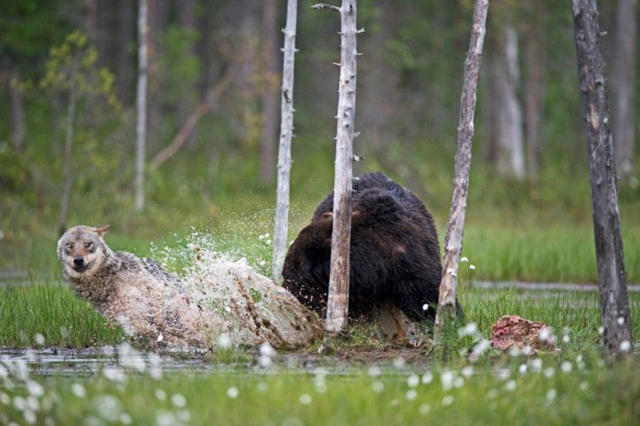 Необычная дружба волка и медведя в дикой природе (Фото)