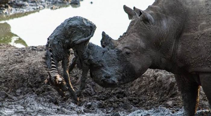 Носорог-герой спас из грязи детеныша маленькой зебры (+Фото)
