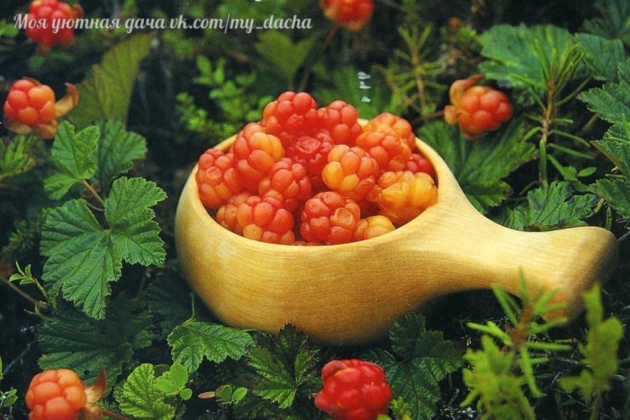 Так на севере растёт вкуснейшая ягода - морошка! (Фото)