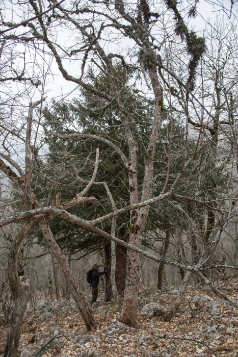 Какое самое старое дерево в России? (+Фото)