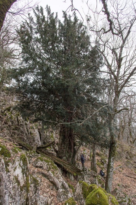 Какое самое старое дерево в России? (+Фото)