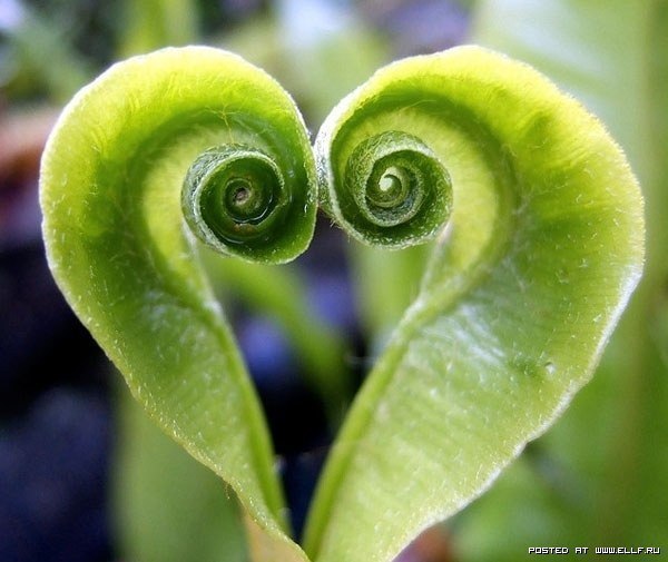 Природа признается нам в любви! (Фото)