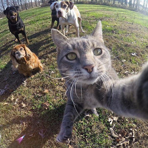 Селфи с котом и его друзьями (Фото)