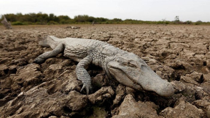 Крупнейшая засуха в Парагвае и Аргентине унесла большое количество особей животного мира (+Фото)Крупнейшая засуха в Парагвае и Аргентине унесла большое количество особей животного мира (+Фото)
