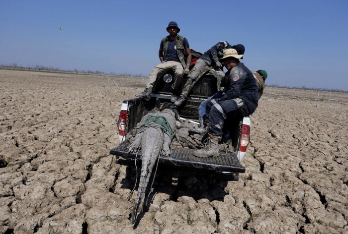 Крупнейшая засуха в Парагвае и Аргентине унесла большое количество особей животного мира (+Фото)Крупнейшая засуха в Парагвае и Аргентине унесла большое количество особей животного мира (+Фото)