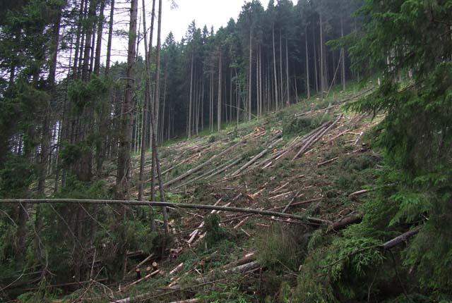 Карпаты останутся без леса, если не остановить вырубку!