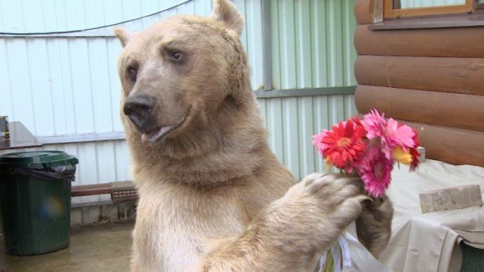 Семья завела себе домашнего медведя и не пожалела (+Видео)