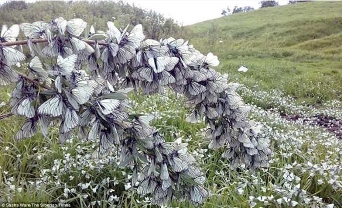 Жители Сибири этим летом наблюдают необычайное "нашествие" бабочек-боярышниц (Фото)
