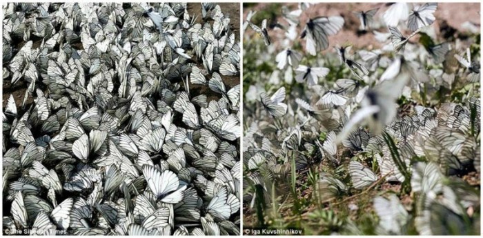 Жители Сибири этим летом наблюдают необычайное "нашествие" бабочек-боярышниц (Фото)