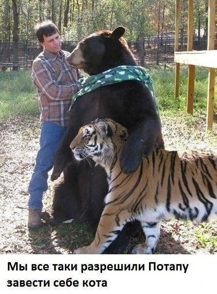Медведь Потап и его кошки (Фото)