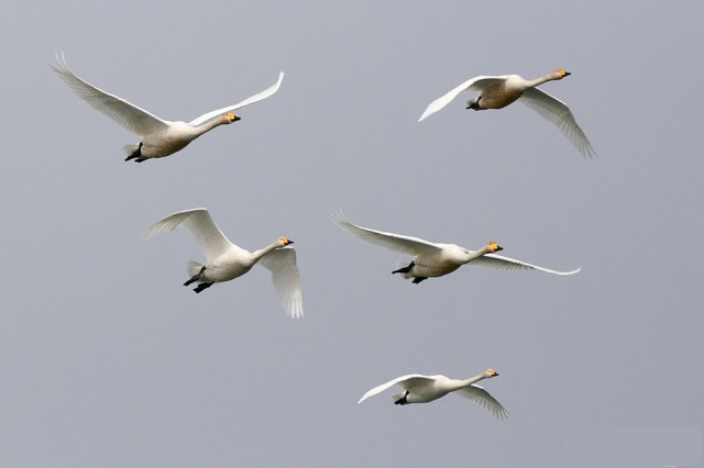 Лебеди полетели на юг! (Фото)