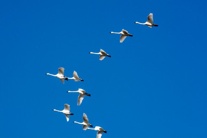 Лебеди полетели на юг! (Фото)