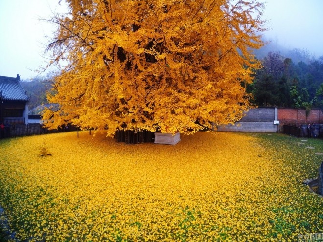 Прекрасное дерево Гинкго-Билоба (+Фото)