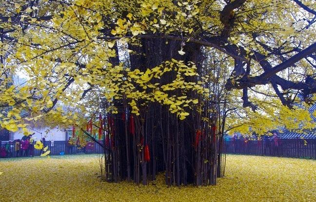 Прекрасное дерево Гинкго-Билоба (+Фото)