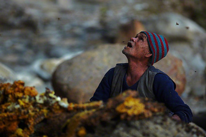 Необычный способ сбора меда в Непале (Видео)