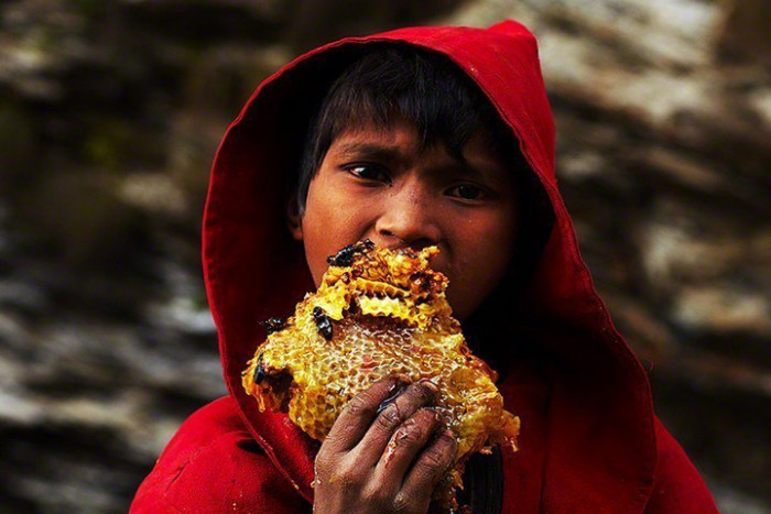 Необычный способ сбора меда в Непале (Видео)
