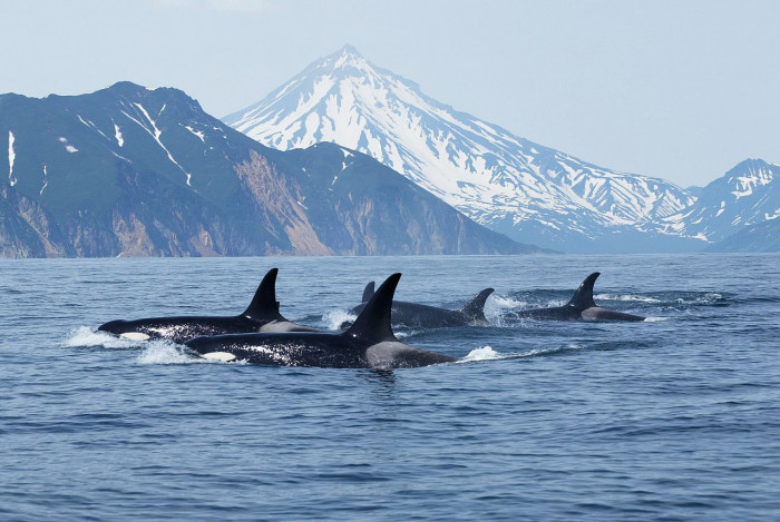 Запрещена охота на некоторых морских млекопитающих в России (+Фото)