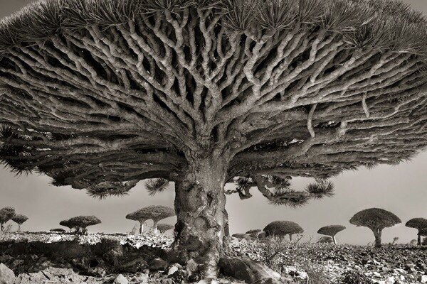 Старейшие деревья на Земле (Фото)