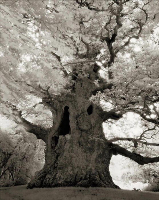 Старейшие деревья на Земле (Фото)