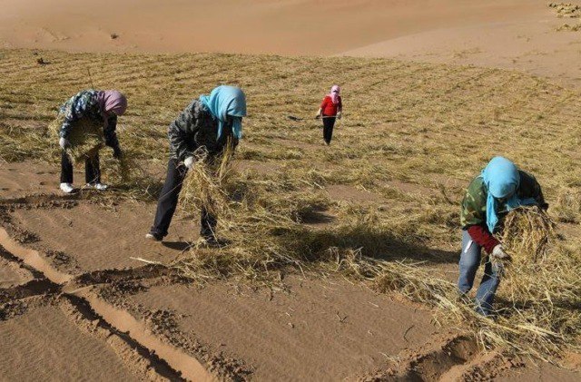 Китайцы научились выращивать урожай в пустыне (+Фото)