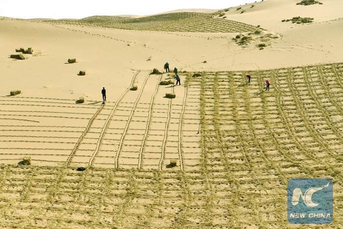 Китайцы научились выращивать урожай в пустыне (+Фото)
