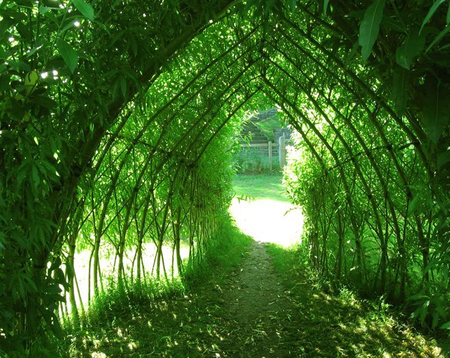 Живые структуры для сада - туннели, арки, ограждения (Фото)