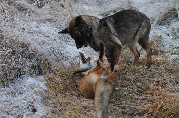 Необычная дружба лисы и собаки (Фото)