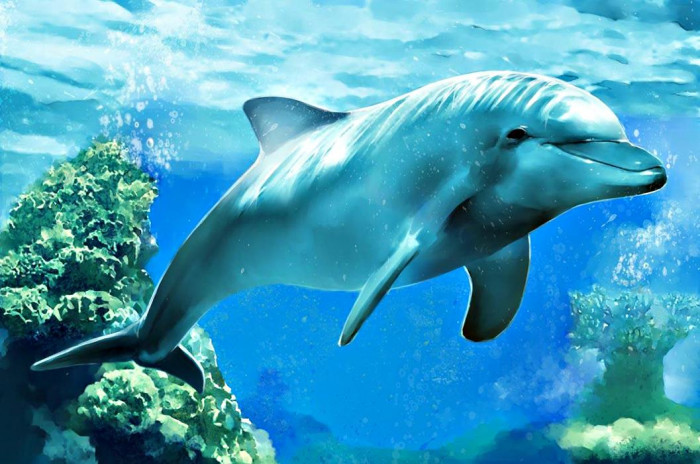 В Индии вышел закон о том, что дельфины - личности