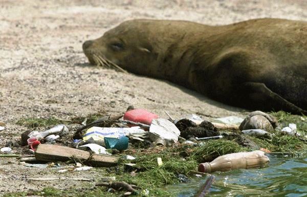 Кашалот погиб от пластиковых пакетов