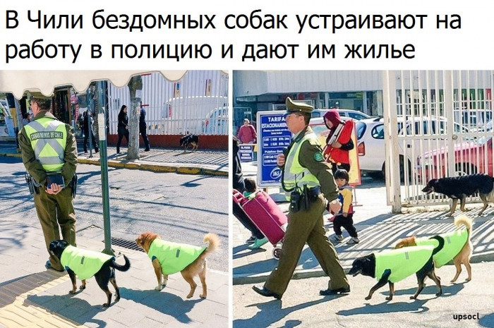 Бездомные собаки служат в полиции (Фото)