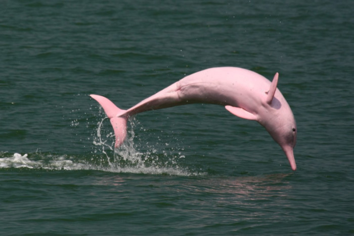 Редкие снимки розового дельфина (Фото)