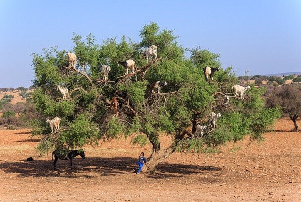 Козы, которые не пасутся на земле, а только на деревьях (+Фото)