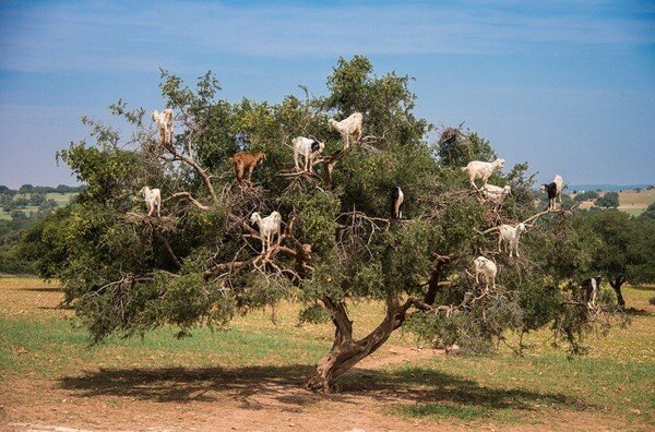 Козы, которые не пасутся на земле, а только на деревьях (+Фото)