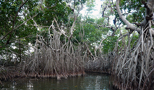 10 000 гектаров манговых лесов высохли за месяц (Видео)