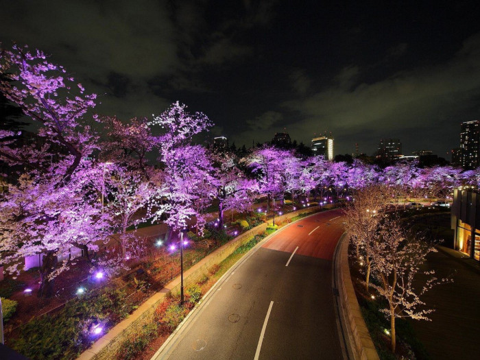 Прекрасная ночь в Японии (Фото)