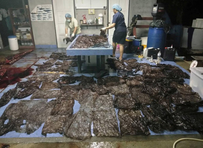 Киты и другие крупные рыбы умирают от пластика