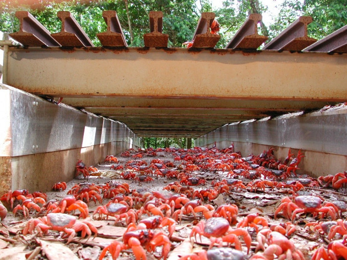 Массовая миграция красных крабов (Фото)