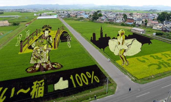 Картины художников на рисовых полях (+Фото)
