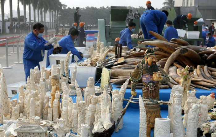 В Китае преподали страшный урок браконьерам слоновой кости (+Фото)