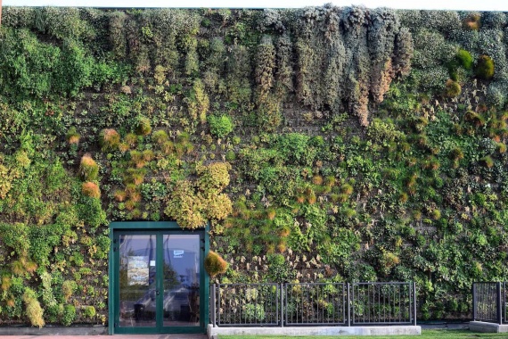 Зеленые стены - лучшая идея для озеленения городов (+Фото)