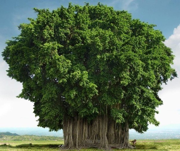 Самые удивительные деревья на Земле (Фото)